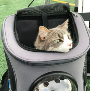 The Fat Cat BackPack For Larger Cats